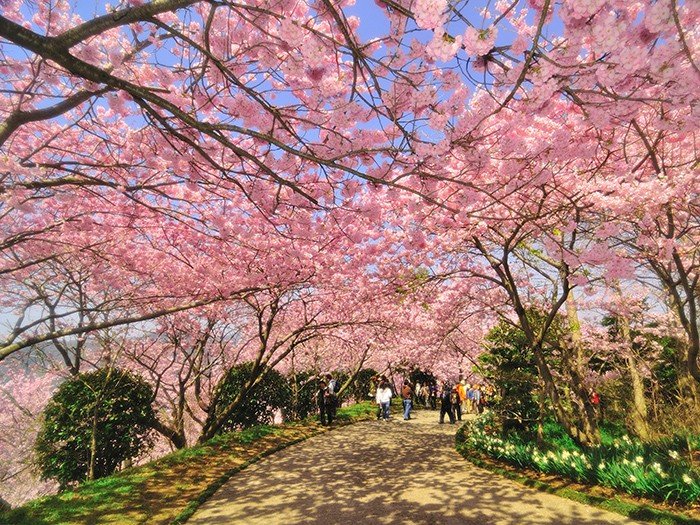 🌸 팔백만 신의 궁전(야오요로즈노카미노고텐) 이미지 3